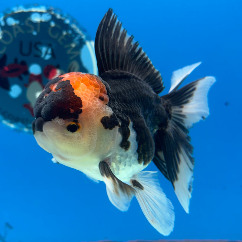 Thai Oranda Tri-Color 3” Body Male(QGF-CK-1077)SHOWTANK