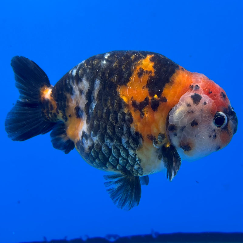 Chinese Ranchu Calico 4” Body Male(CK-1459)R2A07