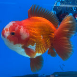 Thai Oranda Red/White 4” Body Male(CK-1449)R2A10