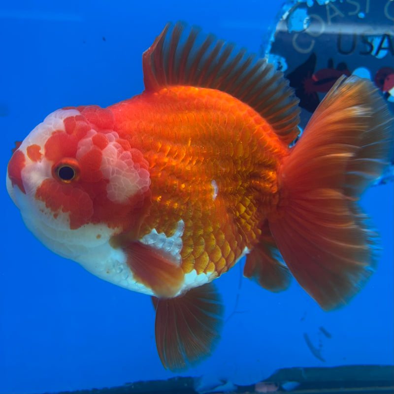 Thai Oranda Red/White 4” Body Male(CK-1449)R1BLUETUB1