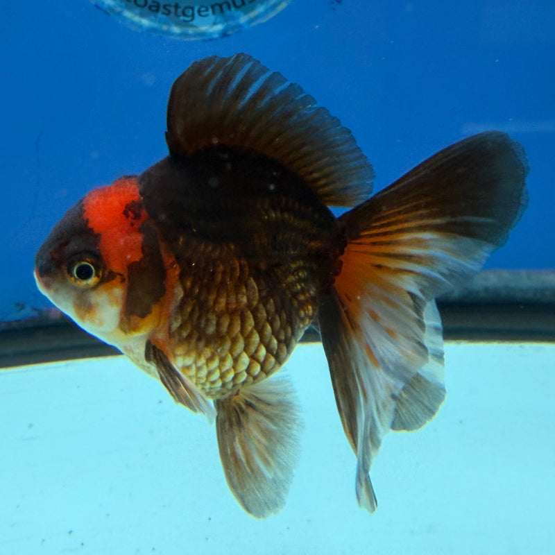 Thai Oranda Apache 3in Female (FEB-323)R2B07
