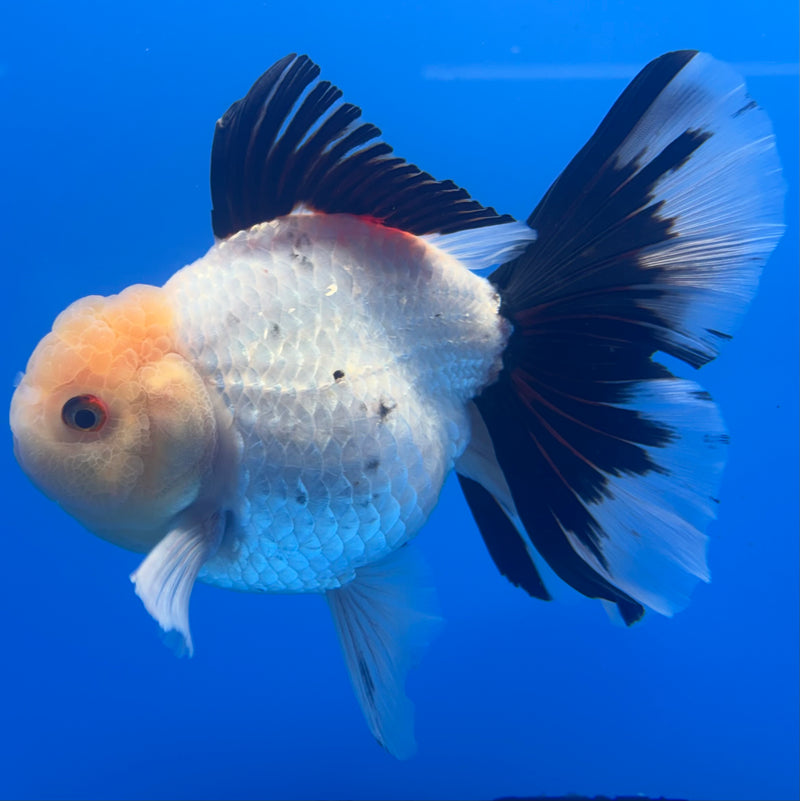 Thai Oranda JUMBO Tri-Color 4.5” Body Male(QGF-CK-1330)BLUETUB1