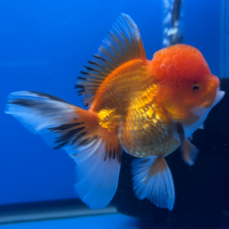Thai Oranda Tri-Color 3” Body Male(CK-1379)R1B11