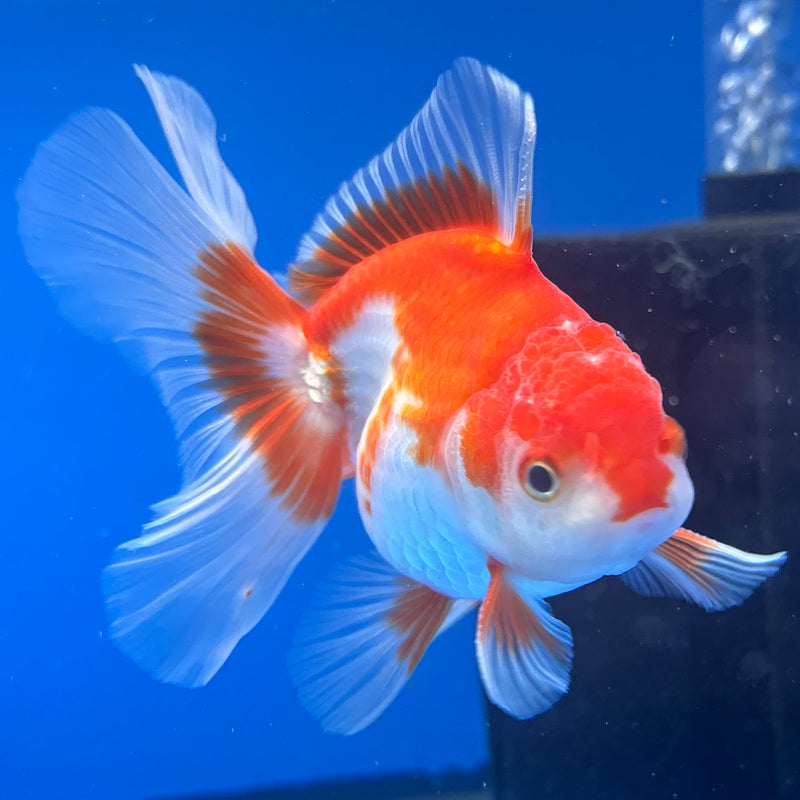 Thai Oranda Red/White 2.5” Body Male(CK-998)R3B20