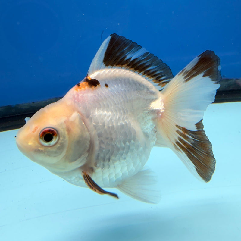 Thai Oranda Lemonhead Tri 3in Male (FEB-299)R2B06