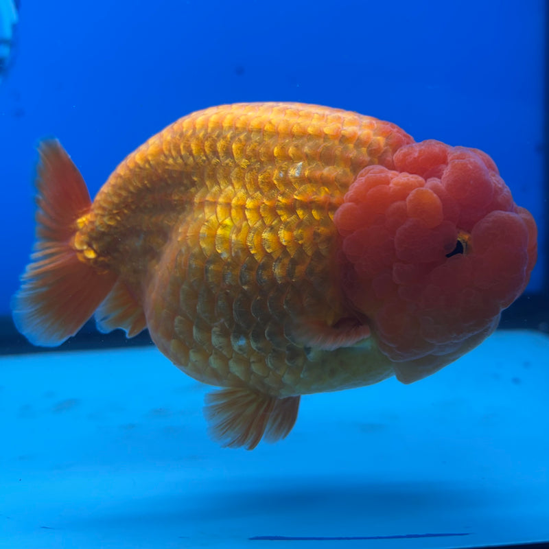 Thai Ranchu JUMBO Full Red 4.5” Body Female(CK-1316)SHOWTANK2