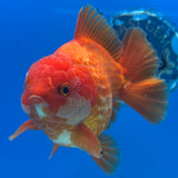 Thai Oranda JUMBO Red/White 4.5” Body Male(CK-1472)R2B14