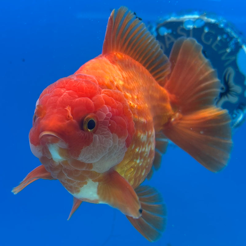 Thai Oranda JUMBO Red/White 4.5” Body Male(CK-1472)R2B14