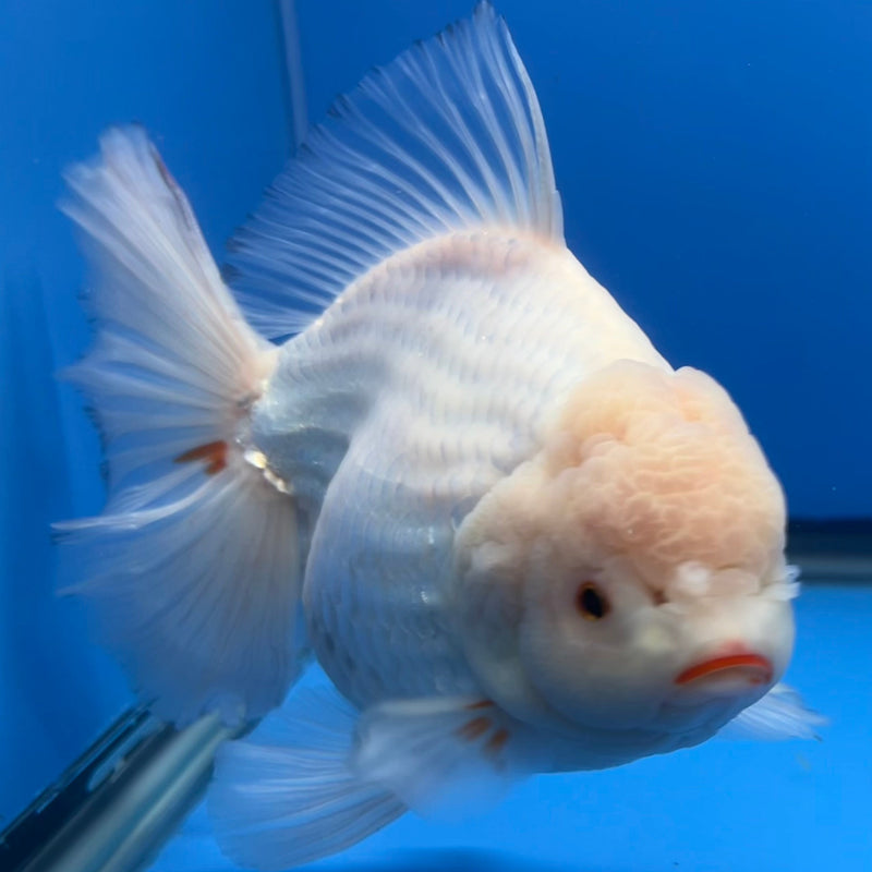 Thai Oranda JUMBO White Body 5.5” Body Male(CRP-CK-651)R1BLUETUB2