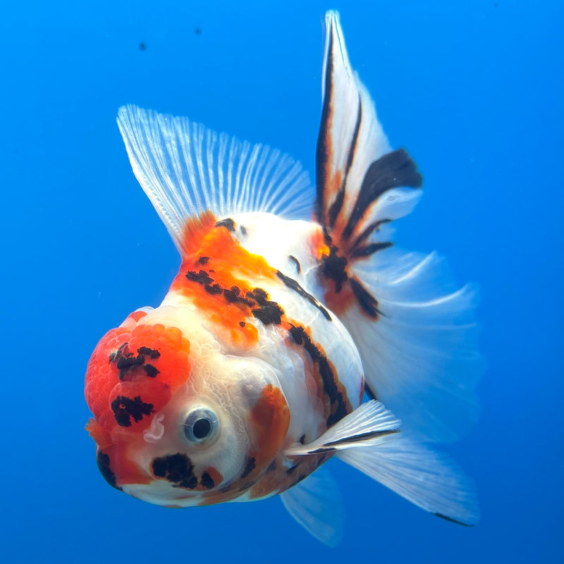 Thai Oranda Tri-Color Tiger Calico 3.5” Female(BIN-CK-1066)SHOWTANK2