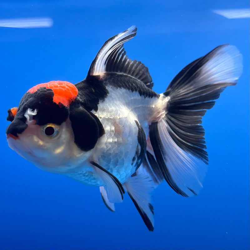 Thai Oranda Tri-Color 2.5” Body Female(CK-1248)R3B09