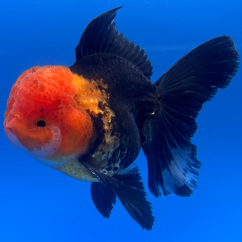 Thai Oranda Apache 3” Body Male(CK-1231)R1A11
