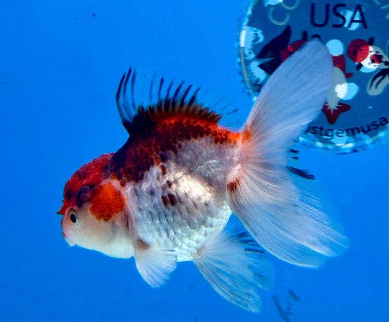 Thai Oranda Tri-Color 2.5” Female (FEB-271)R3A09