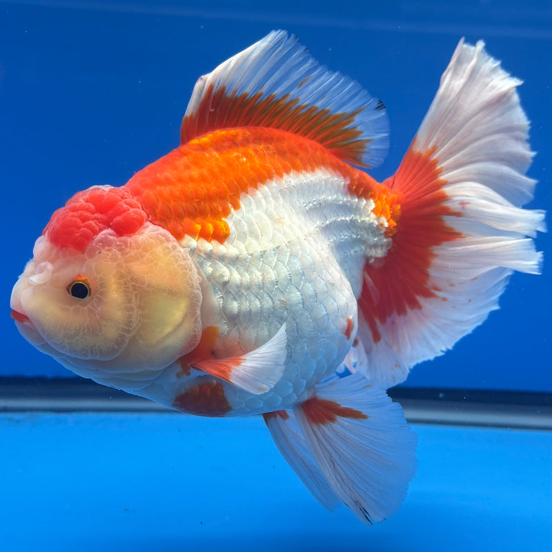 Thai Oranda JUMBO Red/White 5” Body Female(QGF-CK-1323)BLUETUB1