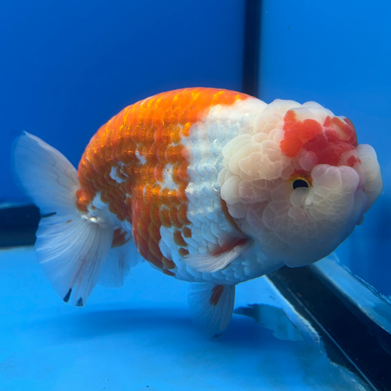 Thai Ranchu JUMBO Red/White 4.5” Body Male(BIN-CK-1045)SHOWTANK2