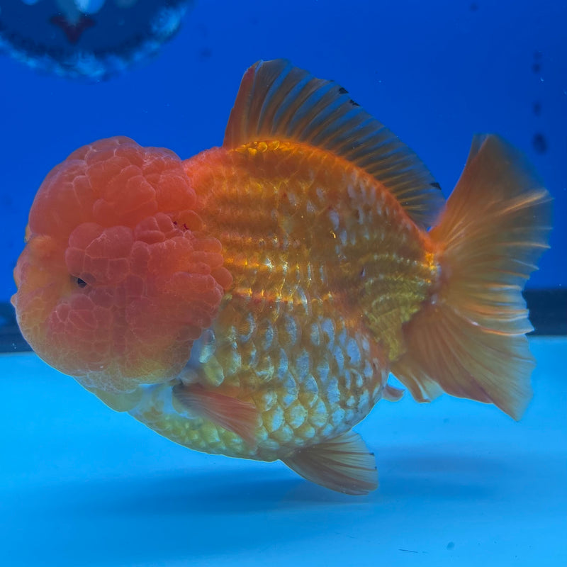 Thai Oranda Full Red 4” Body Female(CK-1450)R1BLUETUB1