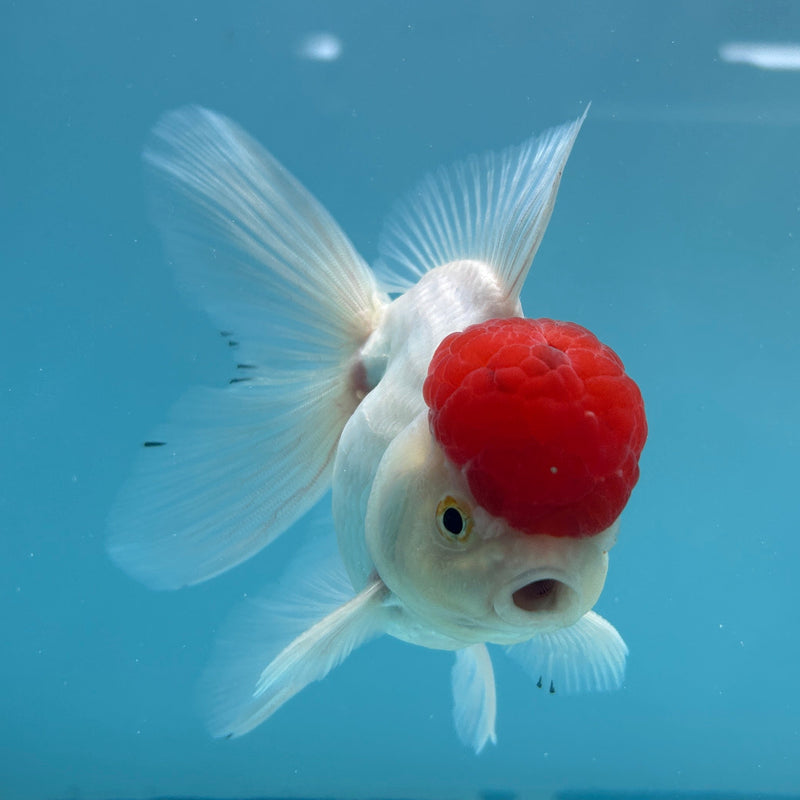 Live Premium Fancy Goldfish Thai Oranda Red Cap White Body Female 3.5” Body (JC-001) R1A10