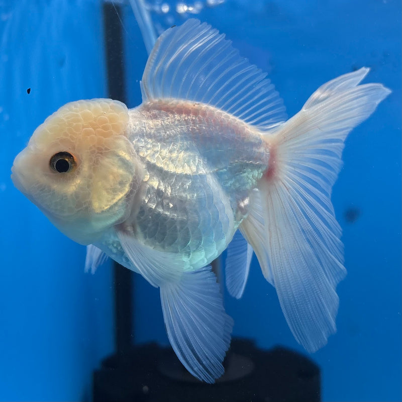 Thai Oranda White 3” Body Female(CK-981)R3B08