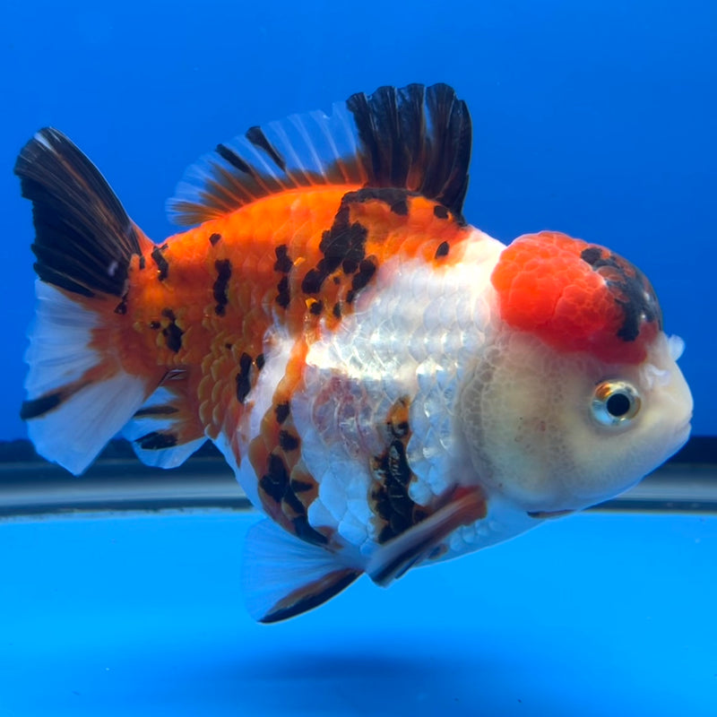 Thai Premium Oranda Yuanbao Tri-Color Calico Tiger 4” Body Male(CK-759)R1BlueTub4