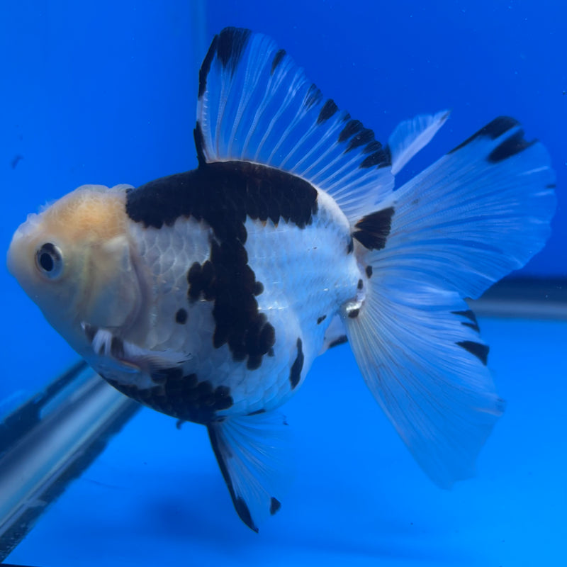 Thai Oranda Panda 3” Body Male(CK-1456)SHOWTANK2