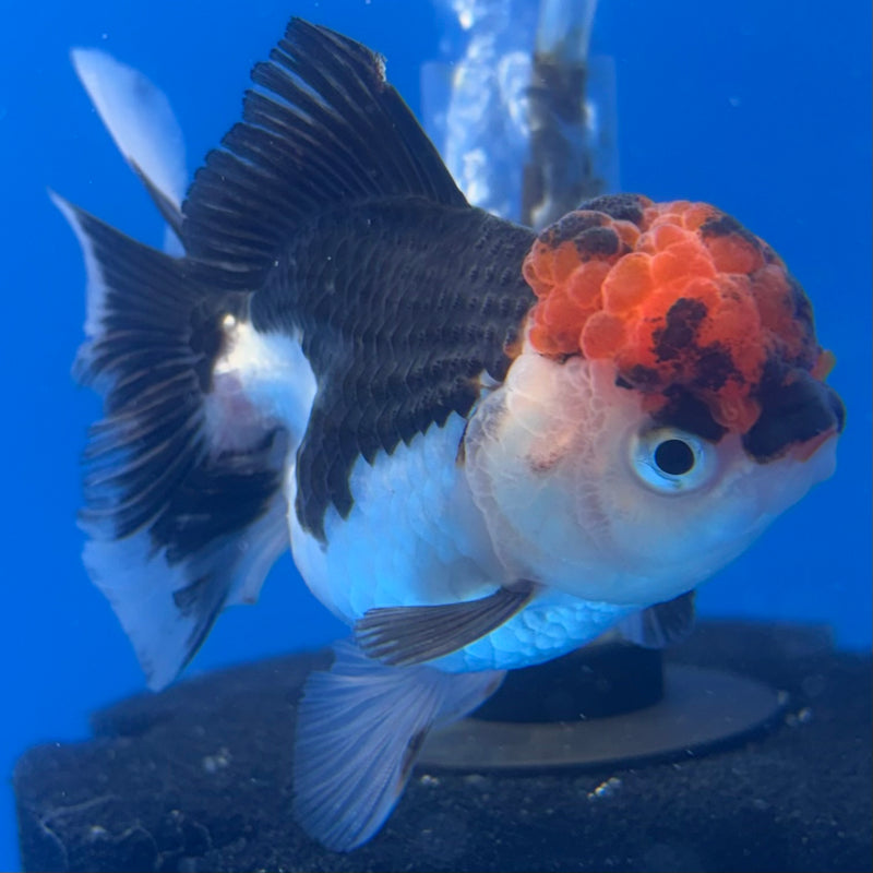 Thai Oranda Tri-Color 2.5” Body Female(CK-1239)R3B12