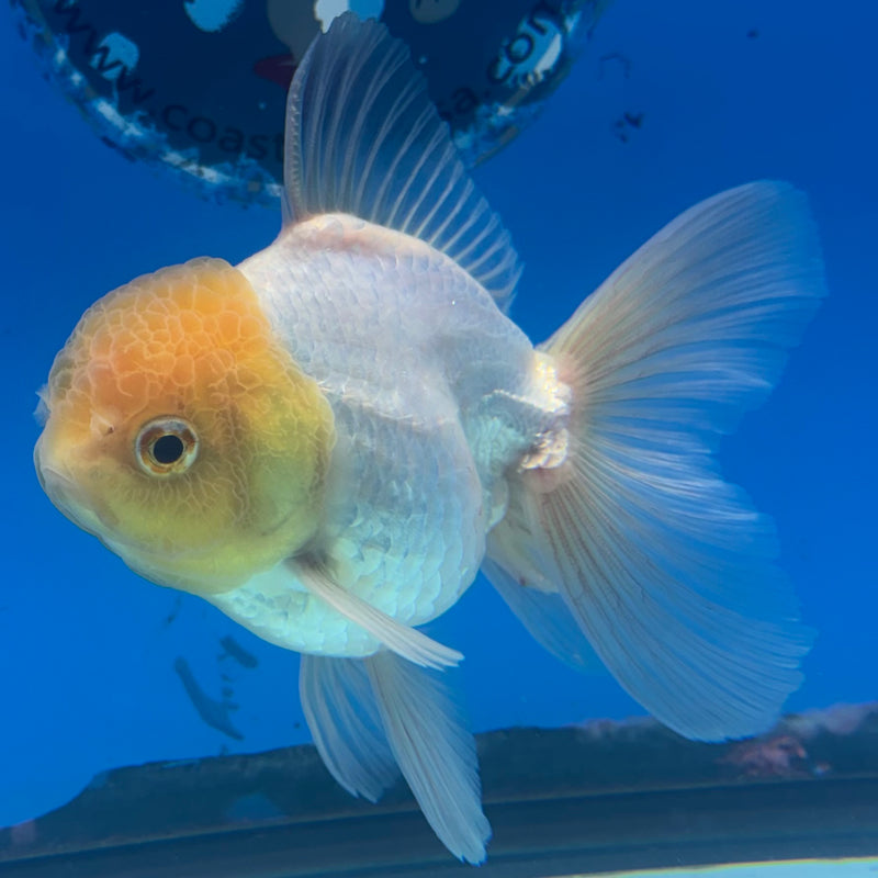 Thai Oranda Lemon Head White 3” Body Male(CK-901)R3A12