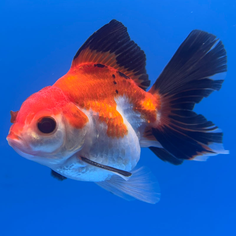 Thai Oranda Apache 2.5” Body Male(CK-848)R3B18