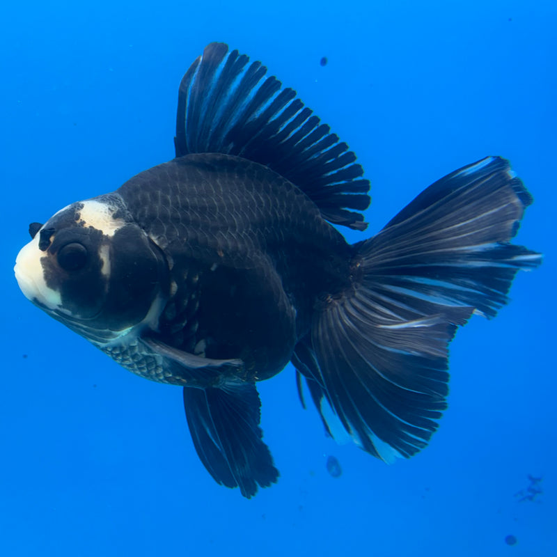 Thai Oranda Panda 4” Body Male(CK-1205)SHOWTANK