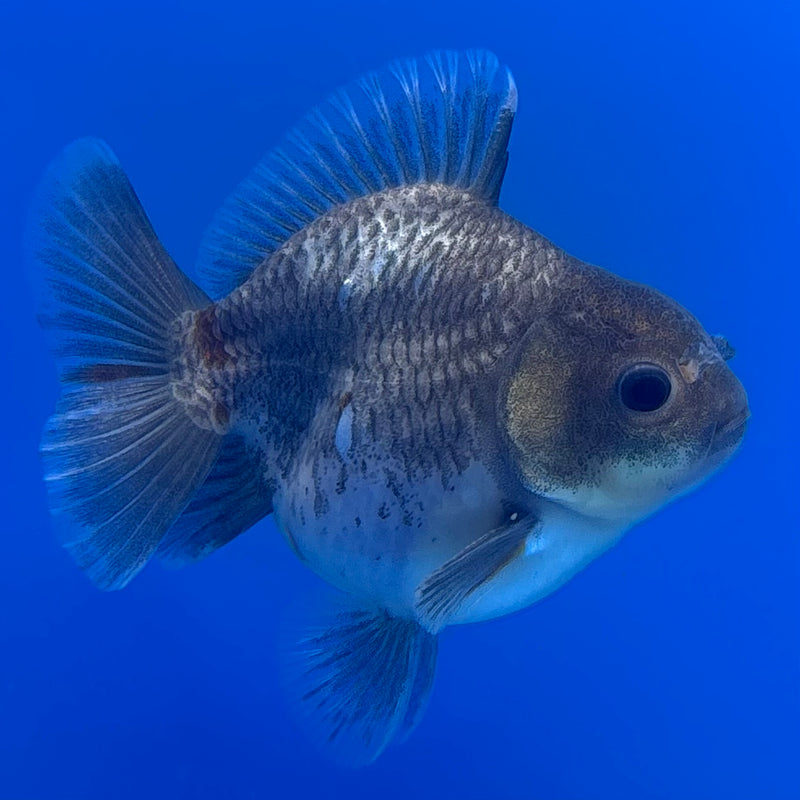 Thai Oranda SHOGUN 2.5” Body Male(CK-735)R1A09
