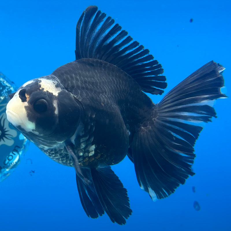 Thai Oranda Panda 4” Body Male(CK-1205)SHOWTANK