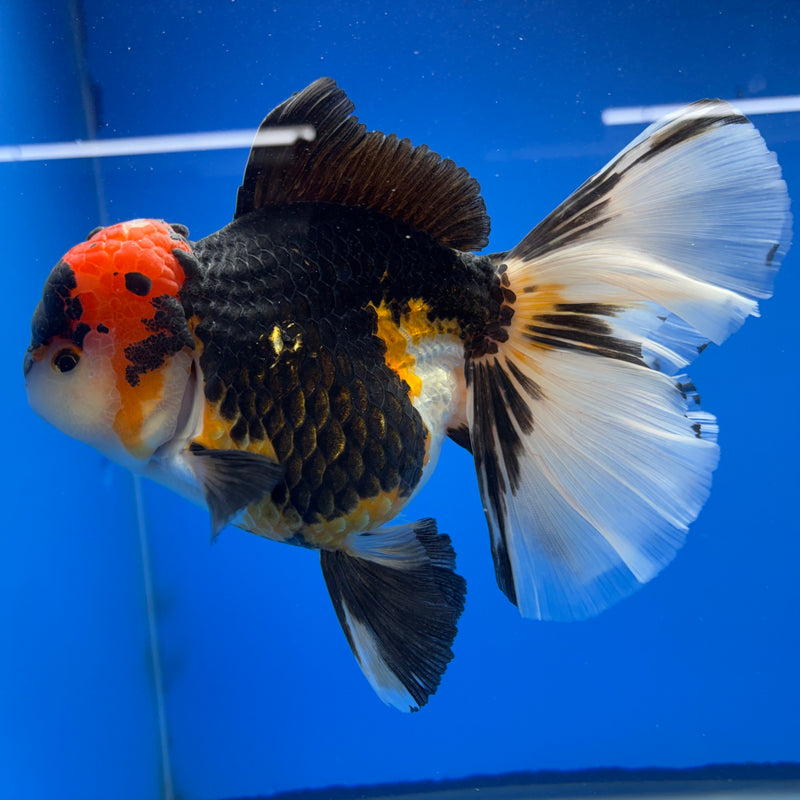 Thai Oranda NOK AA Medium Breed Peacock Tail Apache 4” Body Female(CK-802)R1A08