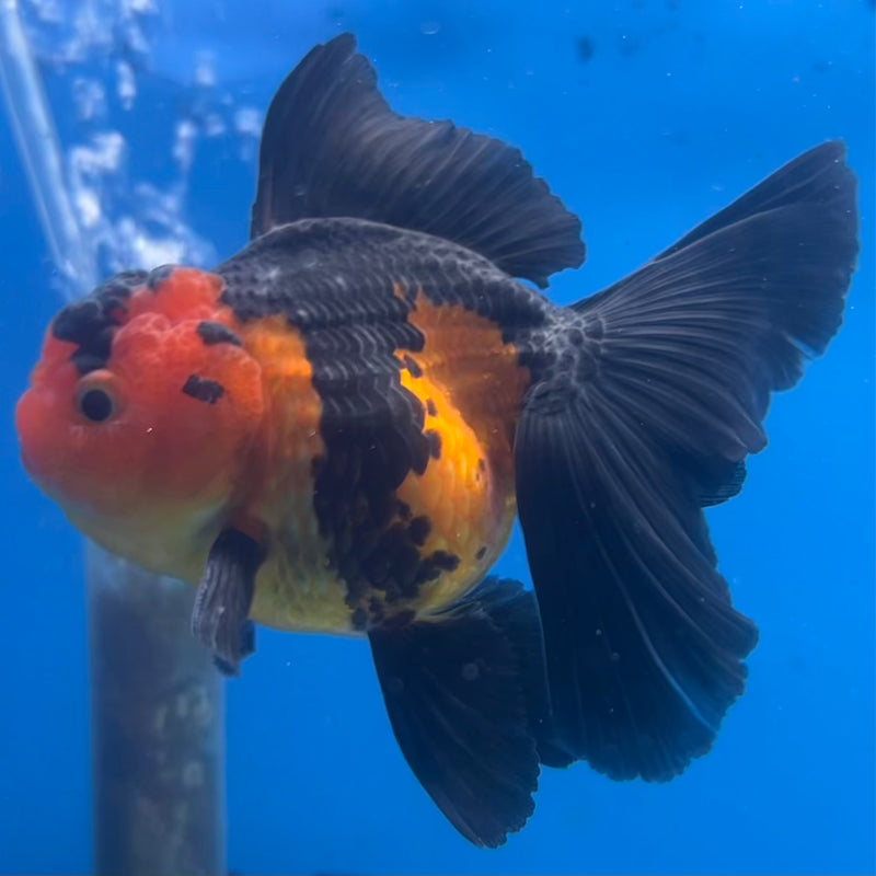 Thai Oranda Apache 2.5” Body Male(CK-1427)R3B18