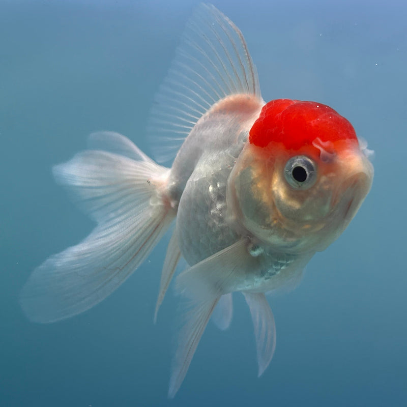 Thai Red-Cap Oranda 2“ Body Female (JCD-125) R4B07