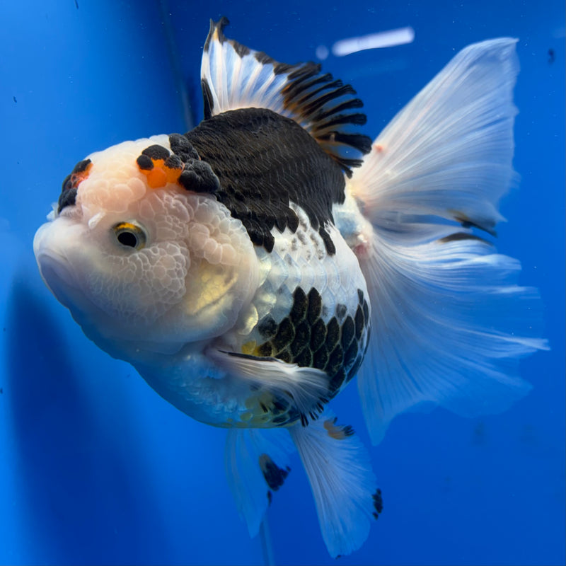Thai Oranda NOK AA Medium Breed Peacock Tail Tri-Color 4” Body Female(CK-801)R1A08