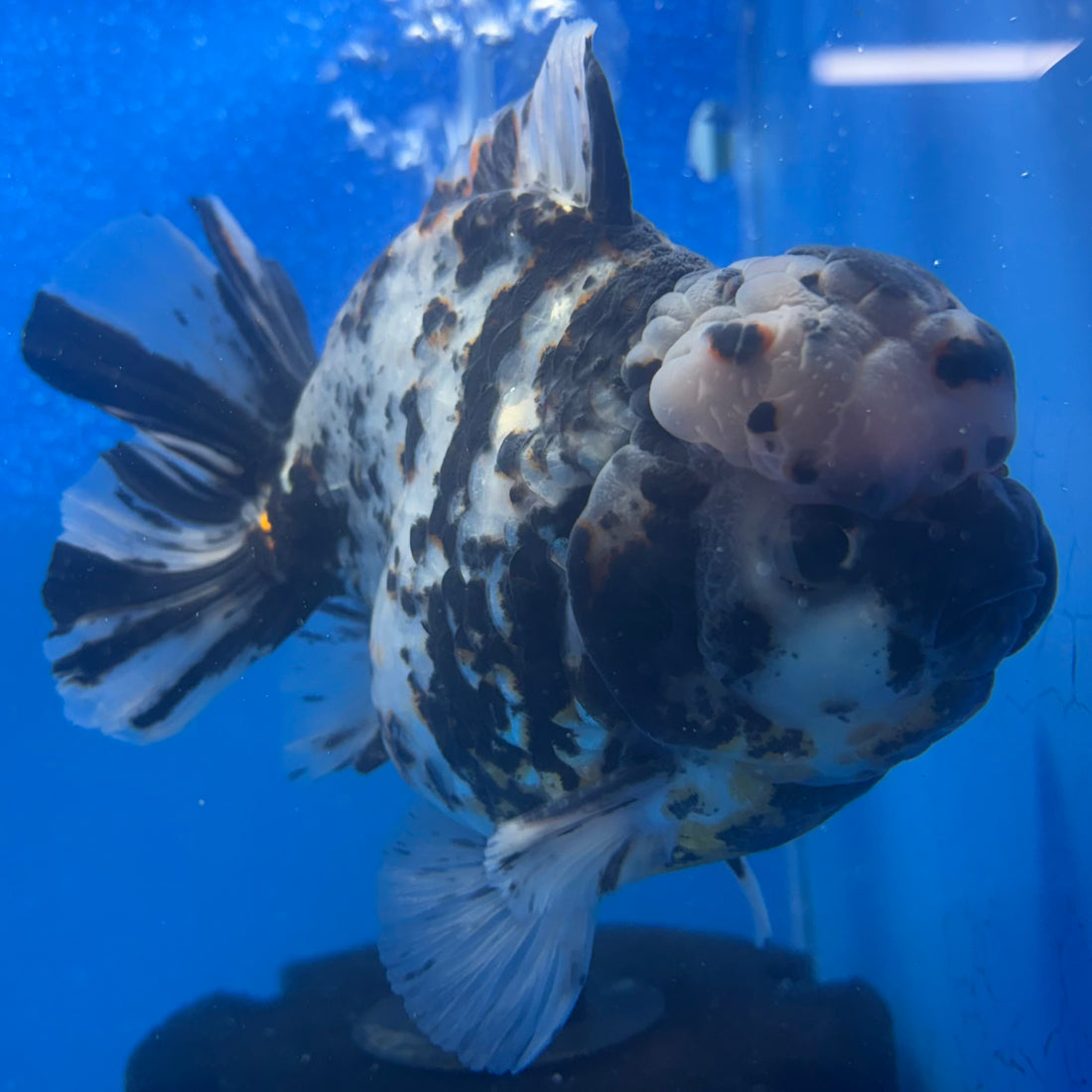 Thai Oranda Tri-Color Tiger 4" Male(NKT-CK-1576)BLUETUB-B