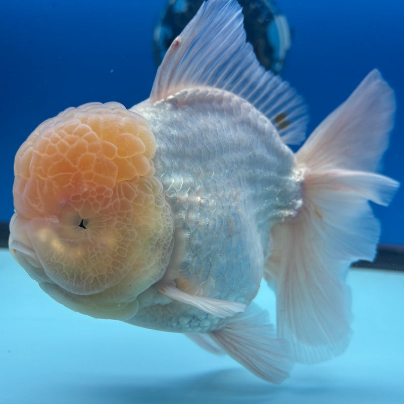 Thai Jumbo Oranda Lemon Head White 4.5” Body Male(CRP-CK-1088)BLUETUB2