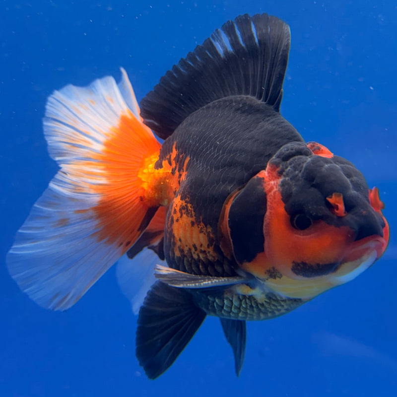 Thai Oranda Apache Tri 4in Male (FEB-311)R2B04