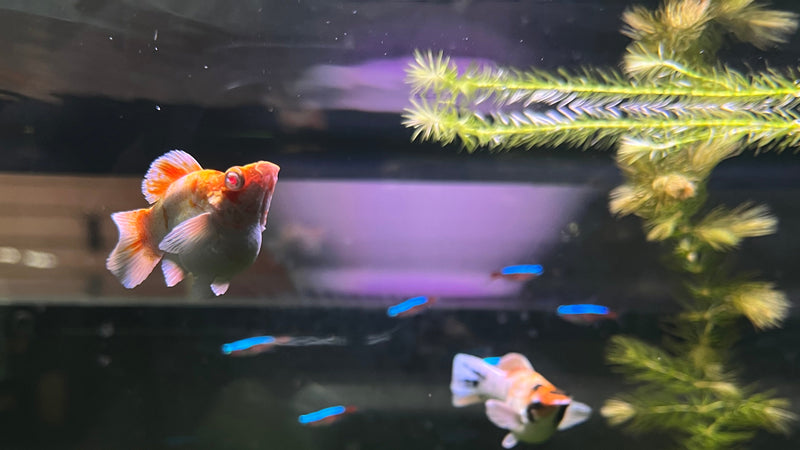 High Grade Red Head Balloon Molly (Poecilia sphenops)