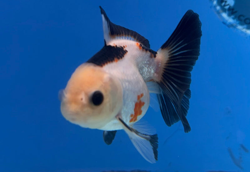 Thai Oranda Lemonhead Tri-Color 2.5” Female (FEB-273)R3A09