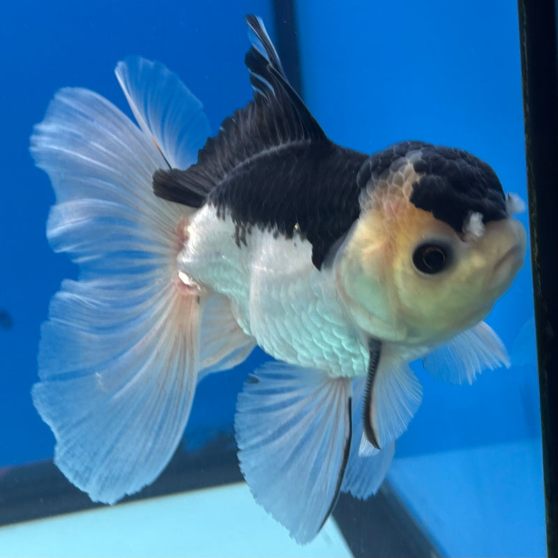 Thai Oranda Panda 3.5” Body Male(CK-926)R1BLUETUB4