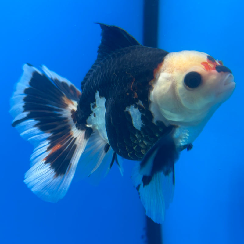 Thai Oranda Tri-Color 3” Body Male(CK-840)R3B20