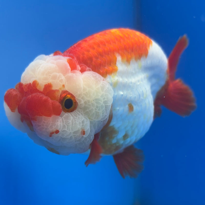 Thai Ranchu Red/White 3.5” Body Male(CK-787)R3A14