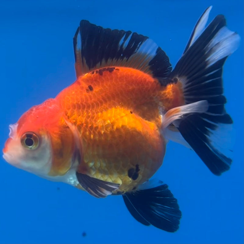 Thai Oranda Apache 2.5” Body Male(CK-1423)R3B19