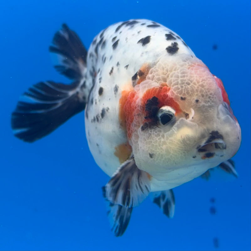 Thai Ranchu Tri-Color Calico 3.5” Body Male(CK-937)R2C03