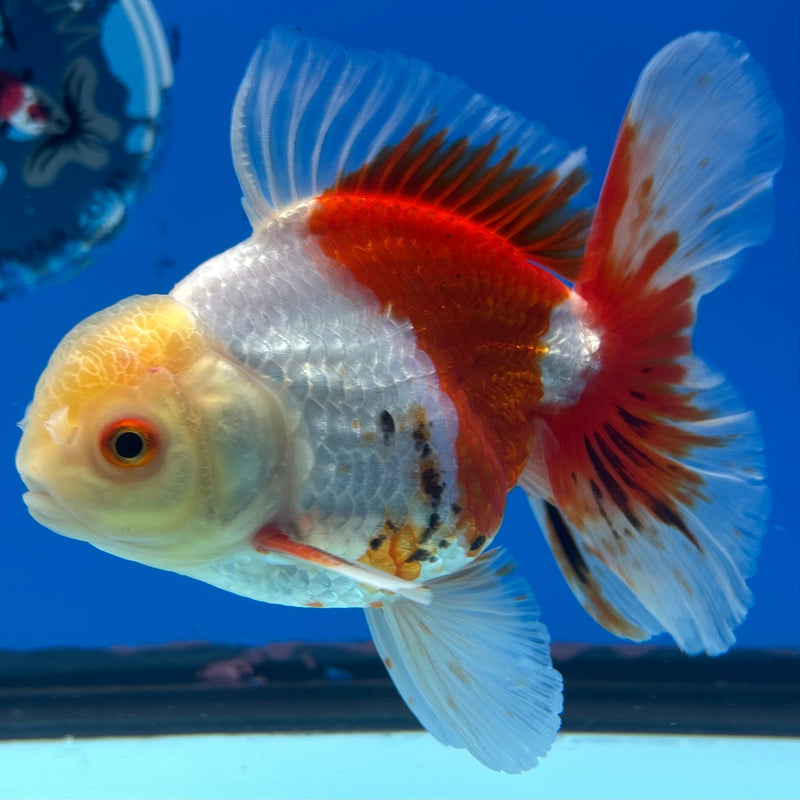 Thai Oranda Lemon Head Tri-Color 3.5” Body Male(QGF-CK-1073)SHOWTANK
