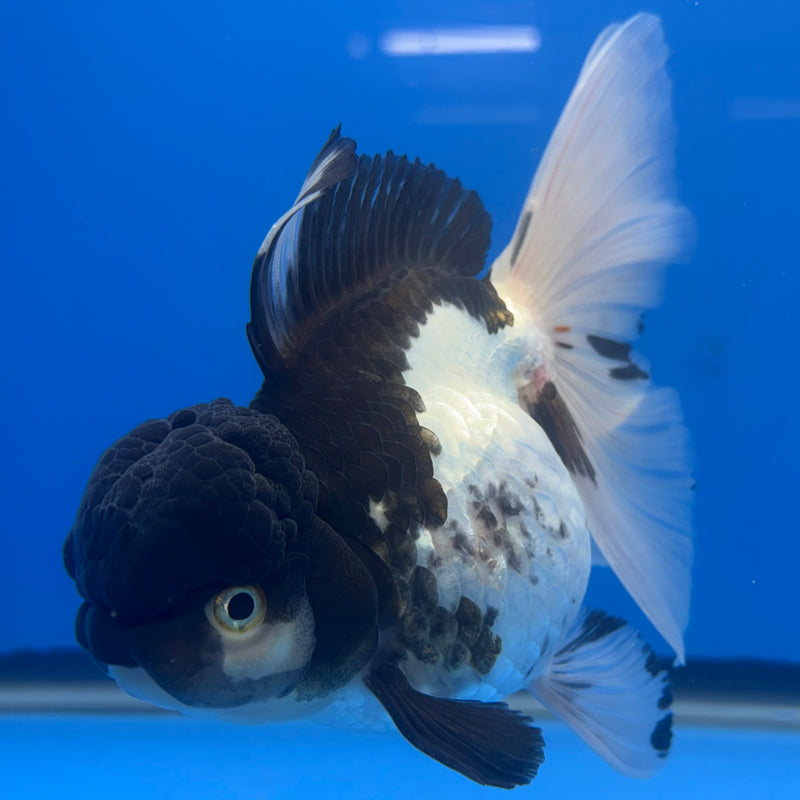 Thai Oranda Panda 4” Body Male(CK-807)R1A08