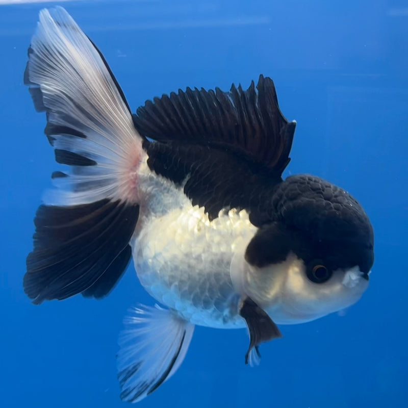 Thai Oranda Panda 3” Body Female(CK-668)R1B08