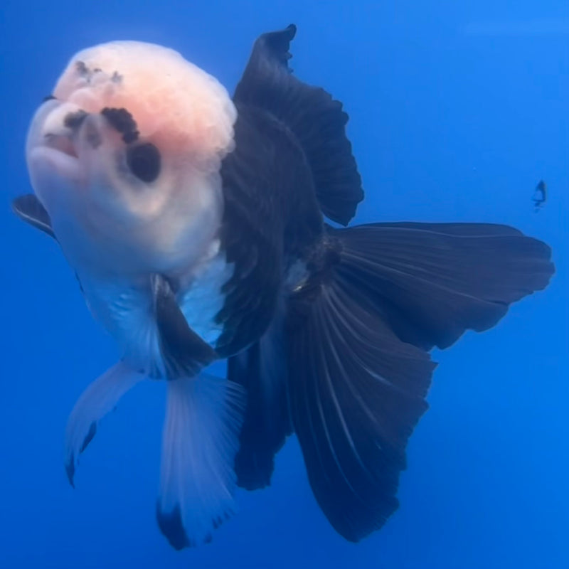 Thai Oranda Panda 3” Body Male(CK-1223)R1B08