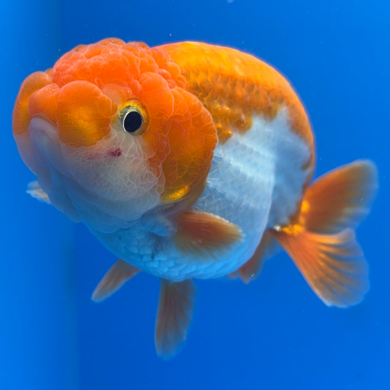 Thai Ranchu Red/White 3.5” Body Male(CK-828)R3A13