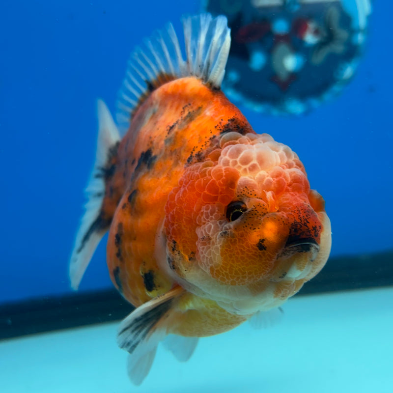 Thai Oranda Calico Tiger 3.5” Body Male(CK-1516)BLUETUB-D